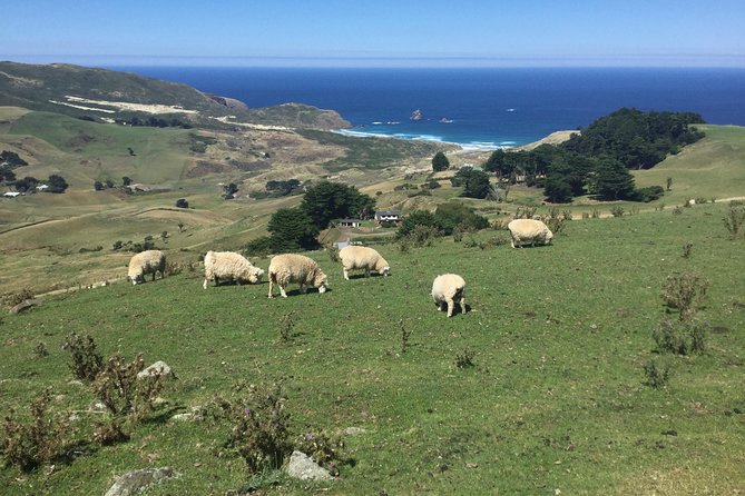 Shore Excursion: Dunedin City, Otago Peninsula, Castle Gardens & Olveston Tour - Key Attractions