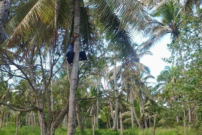 Shore Excursion: Half-Day Anahulu Cave and Cultural Tour - The Sum Up