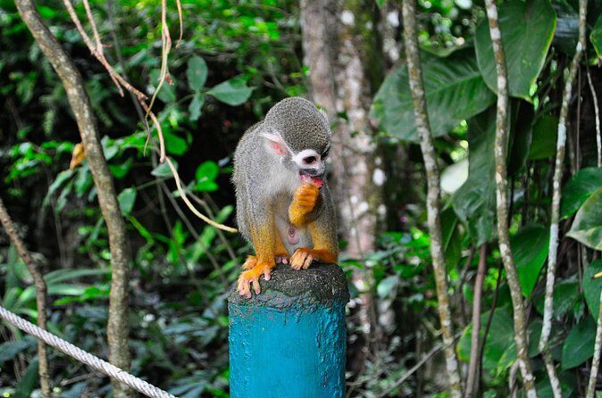 Shore Excursion | Monkey encounter & Damajagua Waterfalls - Practical Details and Value