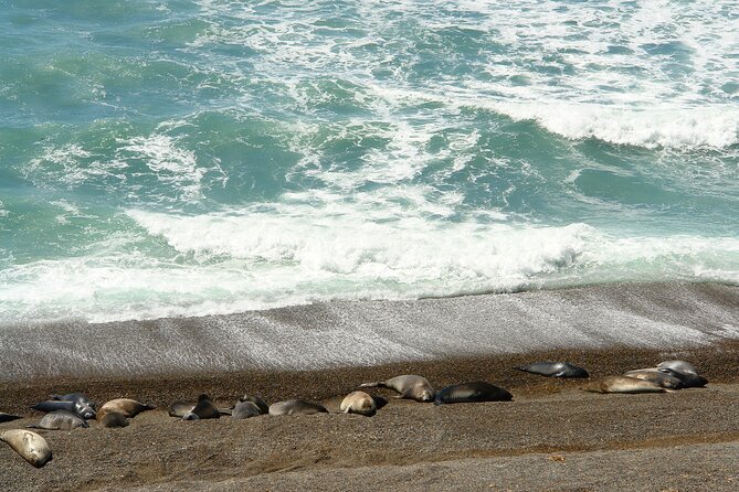 Shore Excursion Peninsula Valdes With Box Lunch &Entry Fee Madryn - Meeting and Pickup Details