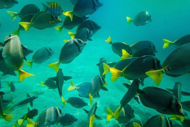 Shore Excursion Premium Family Snorkeling Experience - FAQ