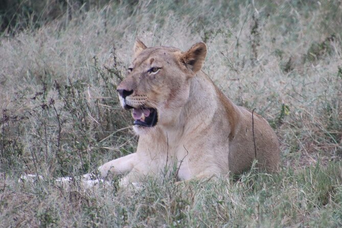 Shore Excursion Richards Bay Big 5 Safari Experience - Good To Know