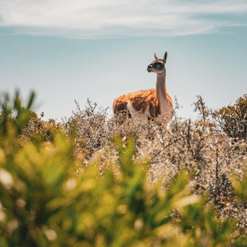 Shore Tours Peninsula Valdes Puerto Madryn Cruise Passengers - The Sum Up