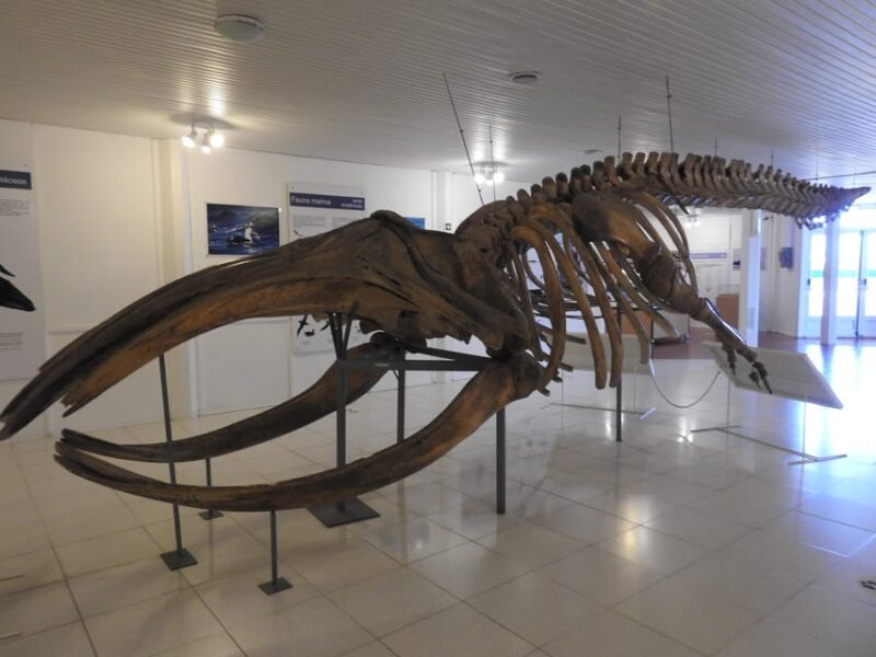 Shore Tours Peninsula Valdes Puerto Madryn Cruise Passengers - FAQ