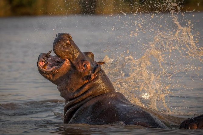 Shoreline Hippo and Crocodile Boat Cruises, Isimangaliso Wetland Park - Accessibility Features