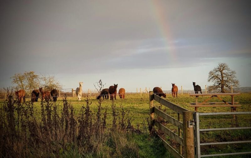 Shropshire: Alpaca Meet & Greet Intimate Alpaca Experience - An Authentic and Relaxed Alpaca Experience in Shropshire