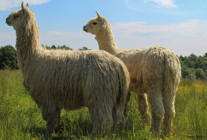 Shropshire: Alpaca Meet & Greet Intimate Alpaca Experience - FAQs