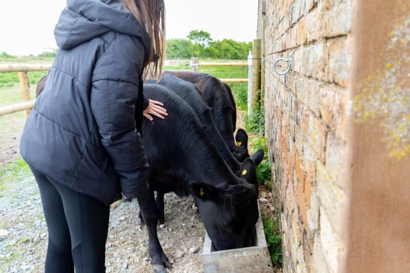 Shropshire: Meet the Mini Moos Cow Cuddling Experience - What’s Unique About This Experience?