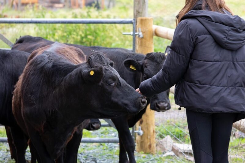 Shropshire: Meet the Mini Moos Cow Cuddling Experience - The Itinerary and What to Expect
