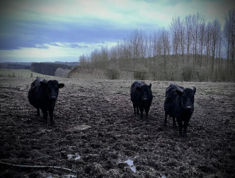 Shropshire: Meet the Mini Moos Cow Cuddling Experience - Why It Works: Authentic, Personal, and Fun