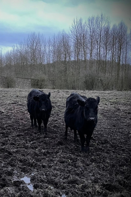Shropshire: Meet the Mini Moos Cow Cuddling Experience - How to Make the Most of Your Visit