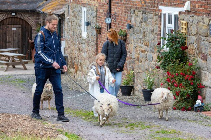 Shropshire: Sheep Trek with the Smallest Sheep in the World - An In-Depth Look at the Sheep Trek Experience