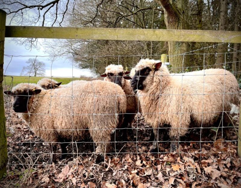 Shropshire: Sheep Trek with the Smallest Sheep in the World - Who Should Consider This Tour?