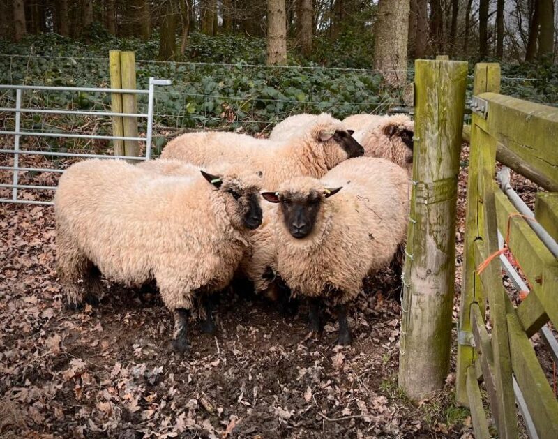 Shropshire: Sheep Trek with the Smallest Sheep in the World - FAQs