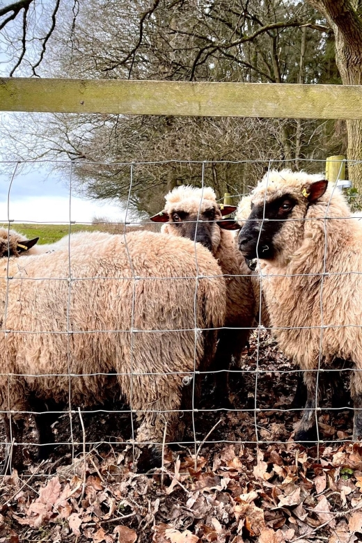 Shropshire Sheep Trekking - Wrapping Up Your Adventure