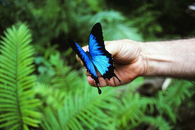 Shuttle Bus Transfer - Kuranda TO Cairns City - Who Would Benefit Most?