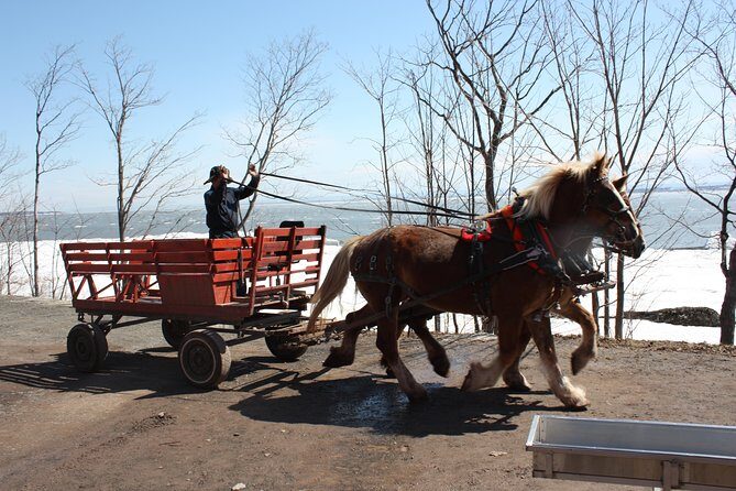 Shuttle from Quebec City to Sugar Shack / Navette Cabane a Sucre - Who Will Enjoy This Tour?