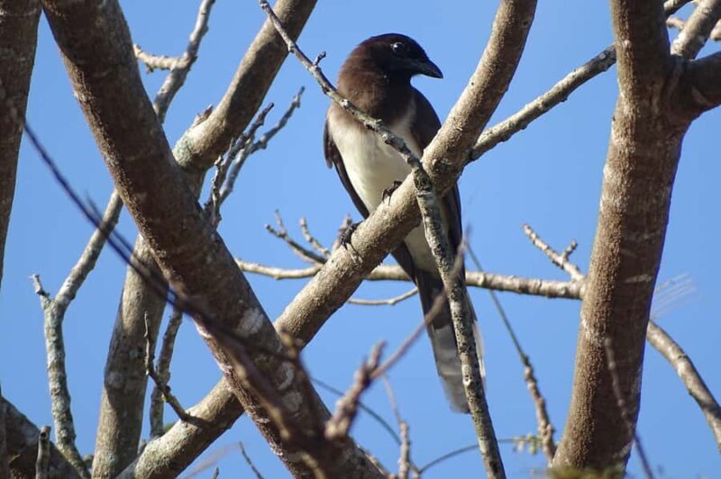 Sian Ka'an: Bird Watching & Mayan Herbal Medicine - Introduction: An Authentic Blend of Nature and Culture