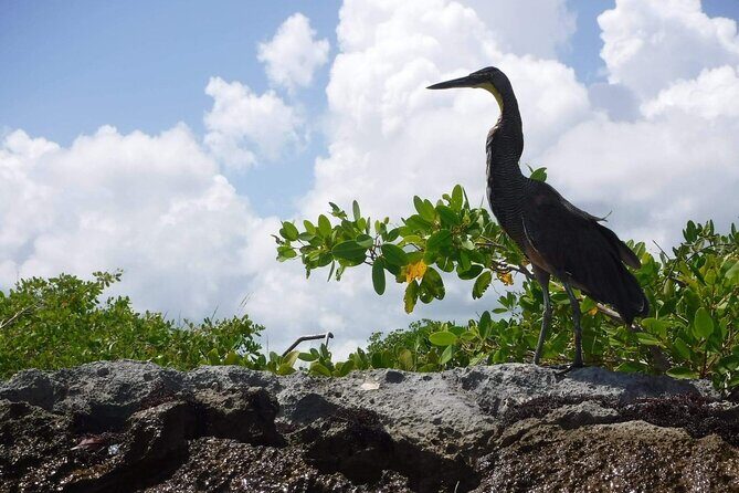 Sian Ka'an Tour (Private, Half Day) - A Deep Dive Into the Sian Kaan Experience