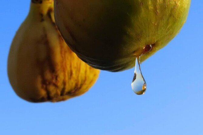 Sibenik Tour from Zadar - The Sum Up