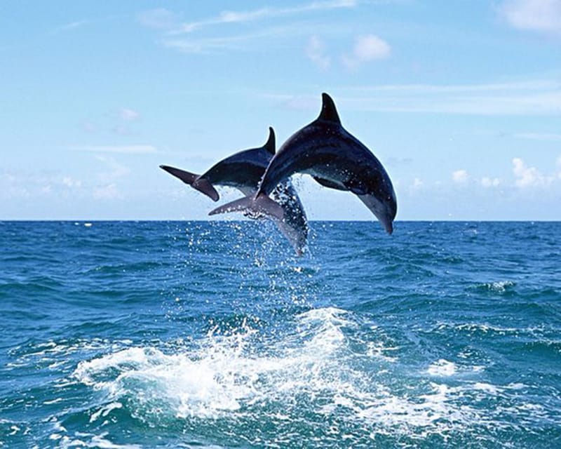 Side: Dolphin Boat Tour With Lunch Foam party Swimming - Who Should Consider This Tour?