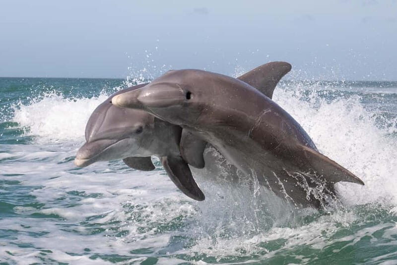 Side Dolphin Island Boat Cruise with Lunch & Drinks - Whats Included and What to Expect