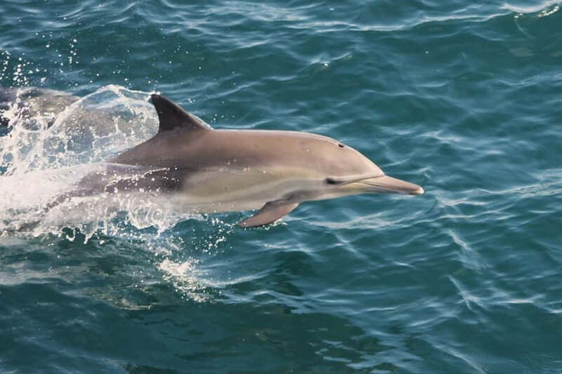 Side Dolphin Island Boat Cruise with Lunch & Drinks - FAQ
