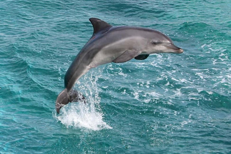 Side: Dolphins Island Cruise with Swimming Stops and Lunch - Key Points