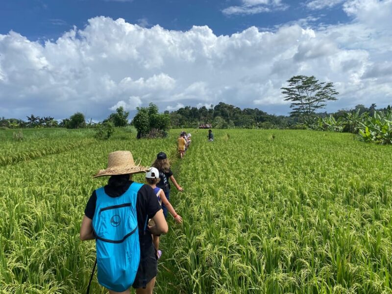 Sidemen: Rice Terraces and Hidden Waterfall - Good To Know