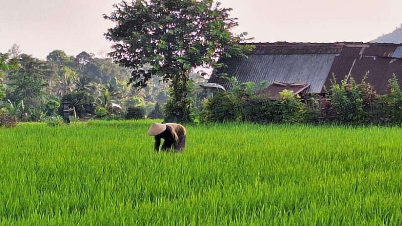 Sidemen Trekking: A Walk from Different Perspective - The Rice Fields and Irrigation System
