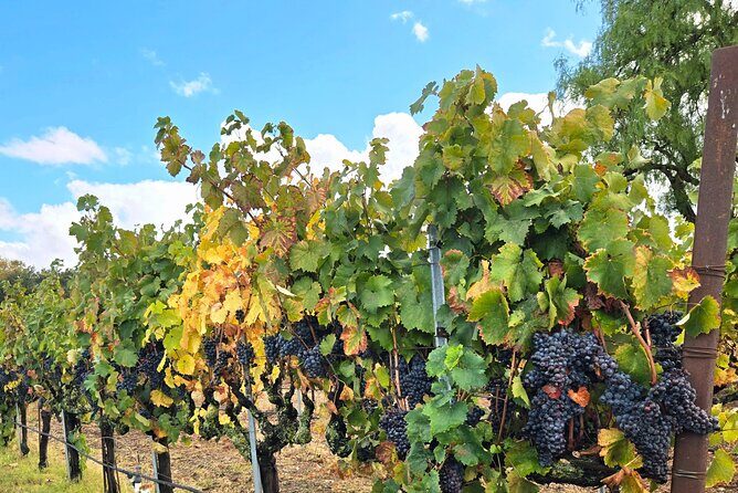 Sideways Movie Wine Trail: A Self-Guided Driving Tour - Introduction: A Self-Guided Tour Worth Considering