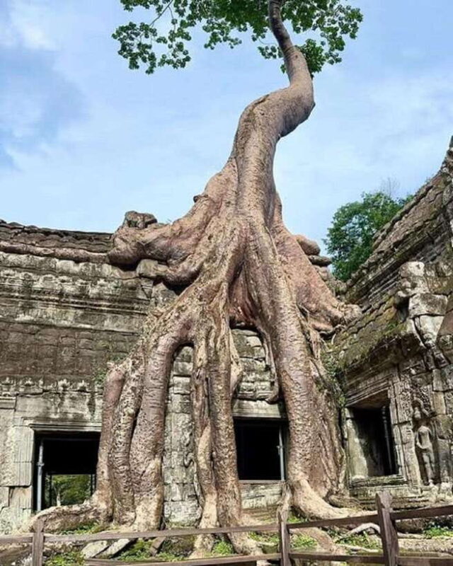Siem Reap: 1-Day Group Tour of Angkor in Spanish with Expert Tour Guide - Transportation and Group Size