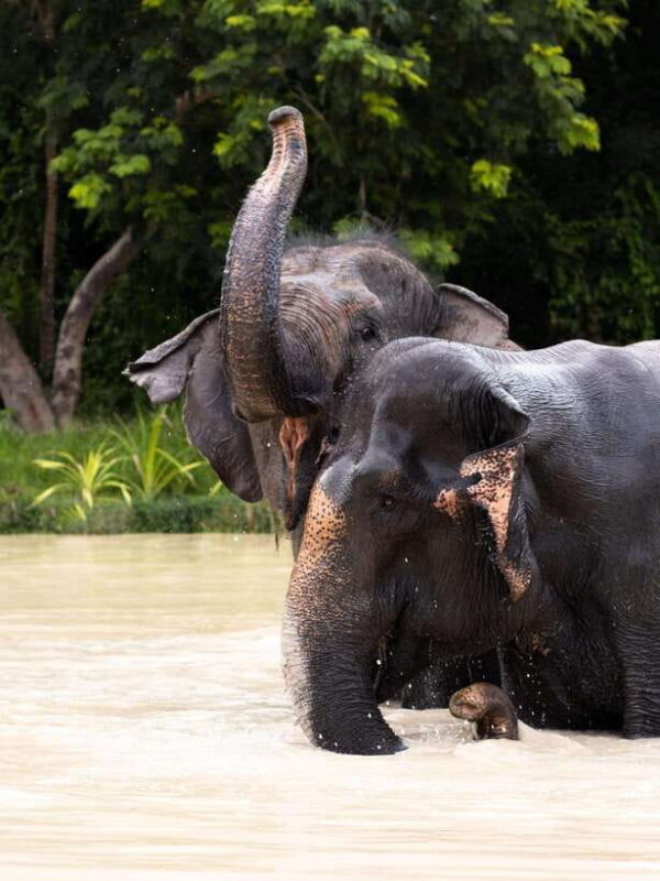 Siem Reap: Dine with Elephants, a Nature & Wildlife Journey - An Authentic Encounter with Elephants in Their Habitat