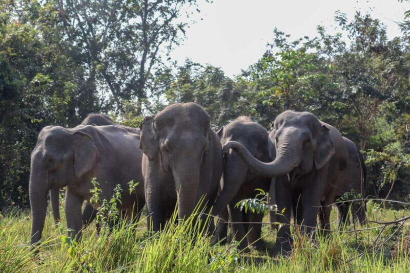 Siem Reap: Dine with Elephants, a Nature & Wildlife Journey - What To Expect: Practical Details