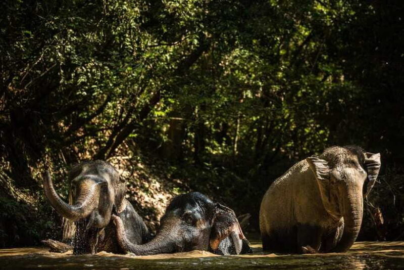 Siem Reap: Dine with Elephants, a Nature & Wildlife Journey - Why This Tour Stands Out