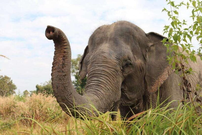 Siem Reap: Dine with Elephants, a Nature & Wildlife Journey - The Authenticity and Impact