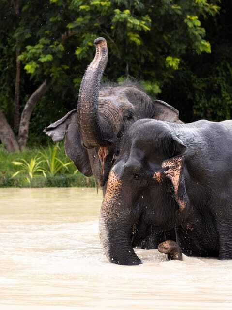 Siem Reap: Dine with Elephants, a Nature & Wildlife Journey - Final Thoughts: Is It Right for You?
