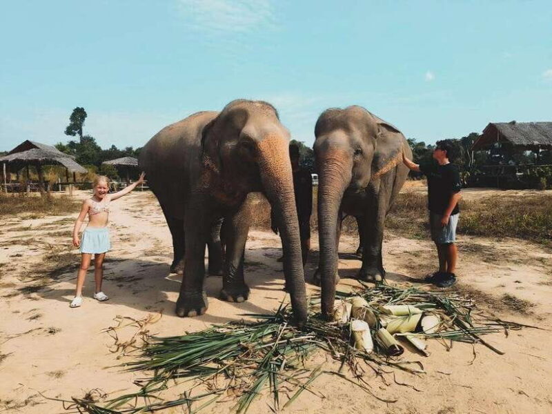 Siem Reap: Elephant Sanctuary Included Hotel Pickup Drop-off - Final Thoughts: Who Should Consider This Tour?