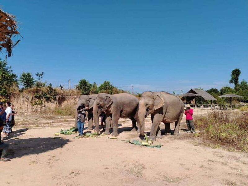 Siem Reap: Elephants & Apopo Rat Demining Private Trip - Key Points