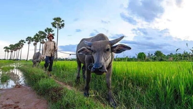 Siem Reap: Guided Countryside Sunset Tour by Jeep - An Honest Look at the Experience