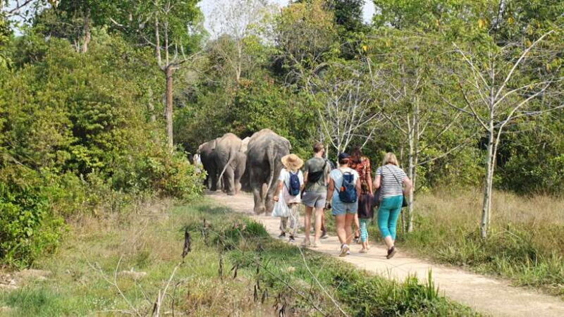 Siem Reap: Kulen Elephant Forest Guided Tour - Key Points