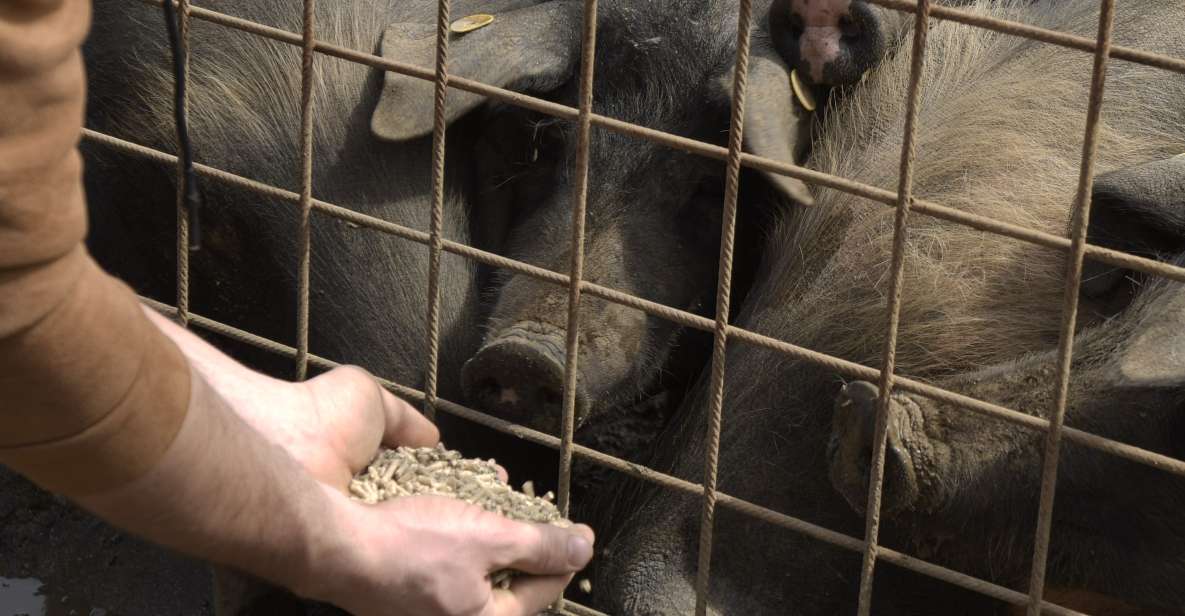 Siena - Discover a Real Cinta Senese Pig Farm - Key Points