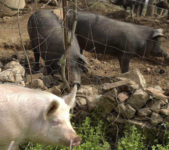 Siena - Discover a Real Cinta Senese Pig Farm - Typical Tuscan Organic Products