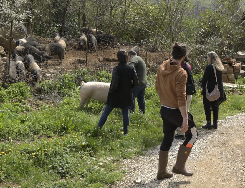 Siena - Discover a Real Cinta Senese Pig Farm - Expansive Animal Enclosures