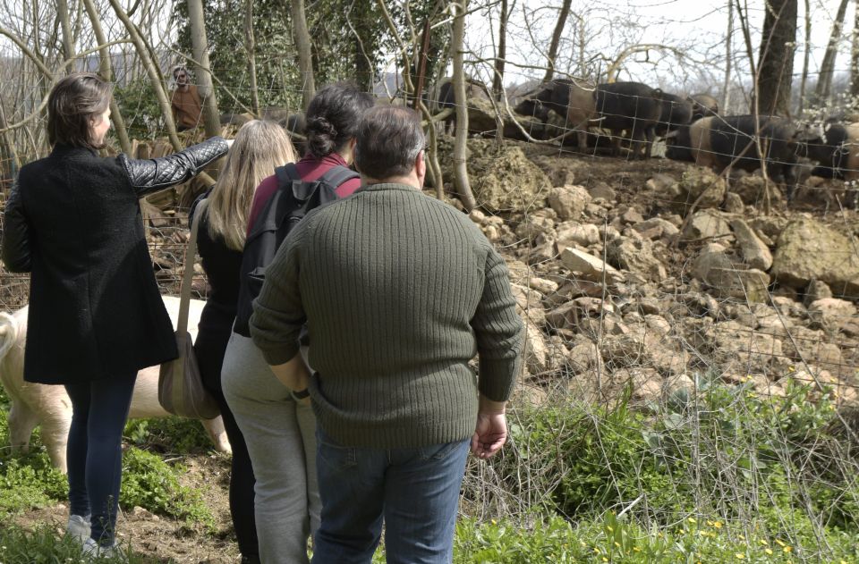 Siena - Discover a Real Cinta Senese Pig Farm - Frequently Asked Questions