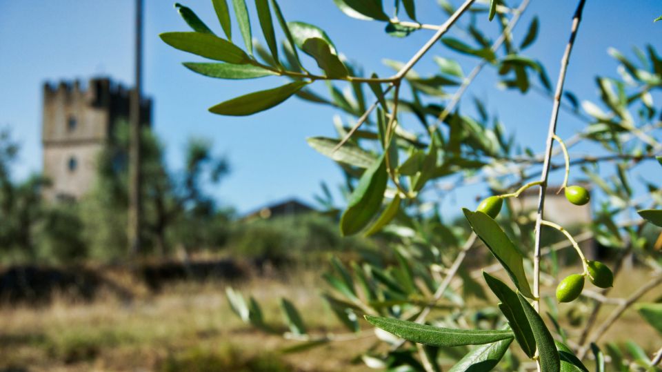 Siena: Half-day Guided Hike to Monteriggioni - Customer Reviews and Ratings