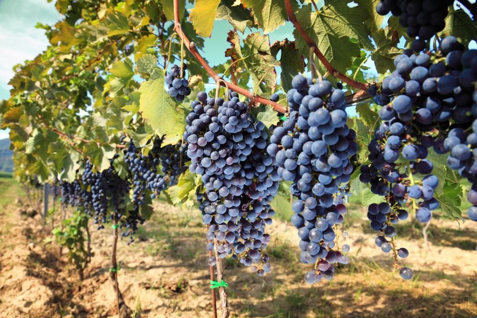 Siena, San Gimignano Chianti Wine From Pisa by Minivan - Multilingual Escorts and Transportation