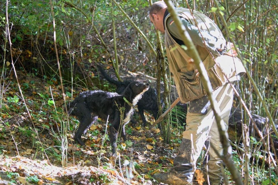 Siena - Truffle Hunting in the Evocative Sienese Woods - Truffle Foraging With Trained Canines