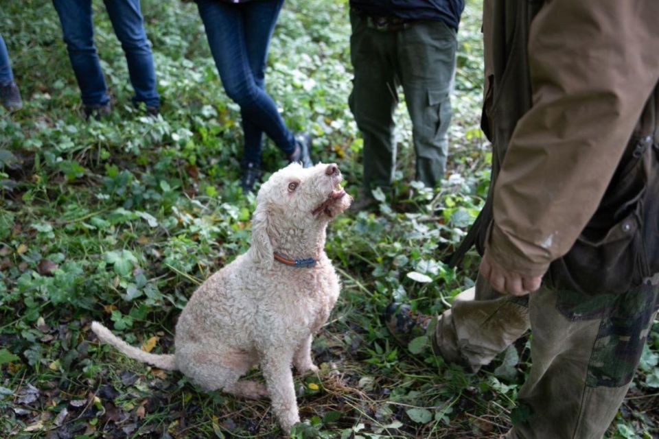 Siena - Truffle Hunting in the Evocative Sienese Woods - Interacting With the Surrounding Wildlife