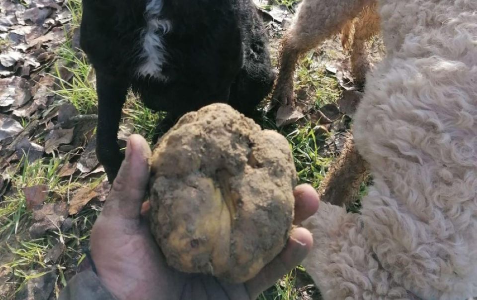 Siena - Truffle Hunting in the Sienese Woods With Tasting - Duration and Meeting Point